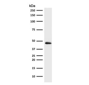 Western blot testing of human HepG2 antibody with Cytokeratin 19 antibody (clone CTKN19-2R). Predicted molecular weight ~43 kDa.~