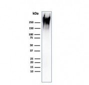 Western blot testing of human MCF7 cell lysate with recombinant MUC-1 antibody (clone rMUC1/960). This glycoprotein is commonly visualized between 120~500 kDa.