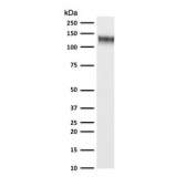 Western blot testing of human K562 cell lysate with recombinant CD43 antibody (clone CDLA43-2R). Expected molecular weight: 45-135 kDa depending on glycosylation level.