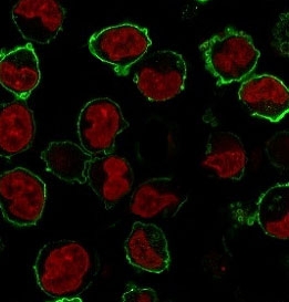 Immunofluorescence staining of human K562 cells with recombinant CD43 antibody (clone CDLA43-2R, green) and NucSpot (red).~