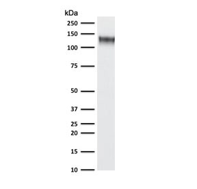 Western blot testing of human K562 cell lysate with recombinant CD43 antibody (clone CDLA43-2R). Expected molecul