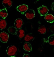 Immunofluorescence staining of human K562 cells with recombinant CD43 antibody (clone CDLA43-2R, green) and NucSpot (red).