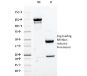 SDS-PAGE analysis of purified, BSA-free CDC2 antibody (clone A17.1.1) as confirmation of integrity and purity.
