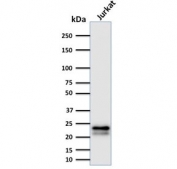 Western blot testing of human Jurkat cells with CD3e antibody (clone C3e/2478). Expected molecular weight ~23 kDa.