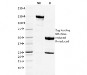 SDS-PAGE analysis of purified, BSA-free CD3e antibody (clone C3e/2478) as confirmation of integrity and purity.