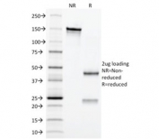 SDS-PAGE analysis of purified, BSA-free CD3e antibody (clone C3e/2479) as confirmation of integrity and purity.