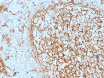 IHC testing of FFPE human tonsil with CD14 antibody (clone LPSR/2397). HIER: boil tissue sections in 10mM Tris with 1mM EDTA, pH 9, for 10-20 min followed by cooling at RT for 20 min.~