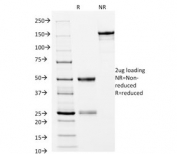 SDS-PAGE analysis of purified, BSA-free CD14 antibody (clone LPSR/2397) as confirmation of integrity and purity.