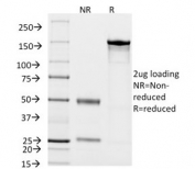 SDS-PAGE analysis of purified, BSA-free CD14 antibody (clone LPSR/2408) as confirmation of integrity and purity.