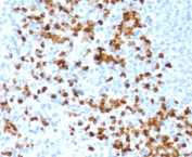 IHC testing of FFPE human spleen with recombinant MMP9 antibody (clone MXMP9-1R). Required HIER: boil tissue sections in pH 9 10mM Tris with 1mM EDTA for 10-20 min followed by cooling at RT for 20 min.