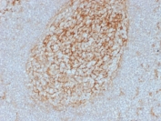 IHC testing of FFPE human tonsil tissue with CD14 antibody (clone LPSR/2385). HIER: boil tissue sections in pH 9 10mM Tris with 1mM EDTA for 10-20 min followed by cooling at RT for 20 min.
