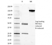 SDS-PAGE analysis of purified, BSA-free CD14 antibody (clone LPSR/2385) as confirmation of integrity and purity.