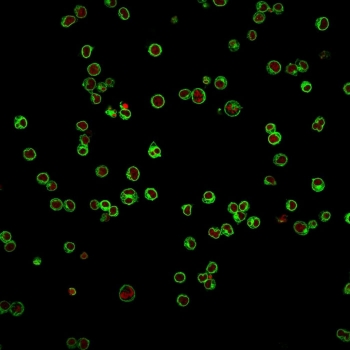 Immunofluorescent staining of human Jurkat cells with CD3e antibody (clone UCHT1, green) and Reddot nuclear stain (red).~
