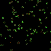 Immunofluorescent staining of human Jurkat cells with CD3e antibody (clone UCHT1, green) and Reddot nuclear stain (red).