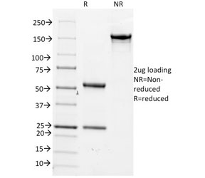 SDS-PAGE analysis of purified, BSA-free CD14 antibody (clone LPSR/2386) as confirmation of integrity and purity.