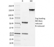 SDS-PAGE analysis of purified, BSA-free CD14 antibody (clone LPSR/2386) as confirmation of integrity and purity.