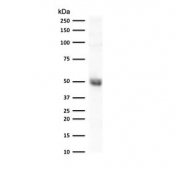 Western blot testing of human A549 cell lysate with CD14 antibody (clone LPSR/2386). Expected molecular weight: 40-55 kDa depending on glycosylation level.
