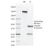 SDS-PAGE analysis of purified, BSA-free CD44v3 antibody (clone 3G5) as confirmation of integrity and purity.