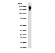 Western blot testing of human spleen lysate with CD45RB antibody (clone CDLA45RB-2R). Expected molecular weight: 147-220 kDa depending on glycosylation level.