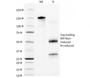 SDS-PAGE analysis of purified, BSA-free CD44v6 antibody (clone 2F10) as confirmation of integrity and purity.