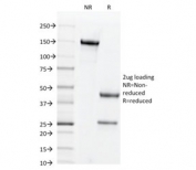 SDS-PAGE analysis of purified, BSA-free CD44v6 antibody (clone CD44V6/2496) as confirmation of integrity and purity.