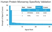 Analysis of HuProt(TM) microarray containing more than 19,000 full-length human proteins using CD21 antibody (clone CR2/1953). These results demonstrate the foremost specificity of the CR2/1953 mAb. Z- and S- score: The Z-score represents the strength of a signal that an antibody (in combination with a fluorescently-tagged anti-IgG secondary Ab) produces when binding to a particular protein on the HuProt(TM) array. Z-scores are described in units of standard deviations (SD's) above the mean value of all signals generated on that array. If the targets on the HuProt(TM) are arranged in descending order of the Z-score, the S-score is the difference (also in units of SD's) between the Z-scores. The S-score therefore represents the relative target specificity of an Ab to its intended target.