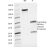 SDS-PAGE analysis of purified, BSA-free Cyclin A2 antibody (clone CCNA2/2333) as confirmation of integrity and purity.