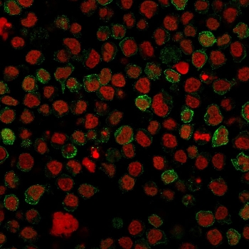 Immunofluorescent staining of human Ramos cells with CD22 antibody (clone BLCAM/1796, green) and Reddot nuclear stain (red).