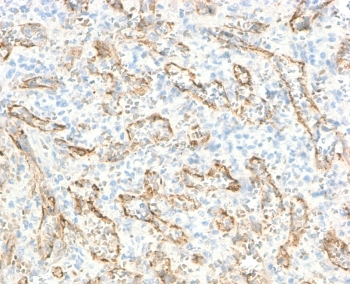 IHC staining of FFPE human spleen with recombinant TNFSF15 antibody (clone TLRM1-2R). Required HIER: boil sections in 10mM Tris with 1mM EDTA, pH9, for 10-20 min followed by cooling at RT for 20 min.~