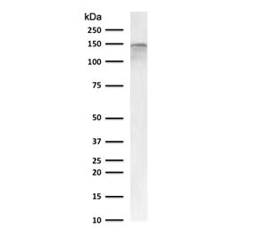 Western blot testing of human Raji cell lysate with CD22 antibody (clone CDLA22-1). Expected molecular weight: 76-150 kDa depending on glycosylation level.~