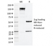 SDS-PAGE analysis of purified, BSA-free CD9 antibody (clone CD9/2343) as confirmation of integrity and purity.
