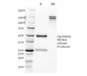 SDS-PAGE analysis of purified, BSA-free CD9 antibody (clone CD9/1631) as confirmation of integrity and purity.