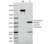 SDS-PAGE analysis of purified, BSA-free CD9 antibody (clone P1/33/2) as confirmation of integrity and purity.