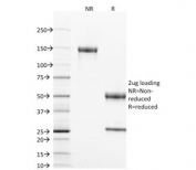 SDS-PAGE analysis of purified, BSA-free CD40 antibody (clone T8P2G4*A6) as confirmation of integrity and purity.