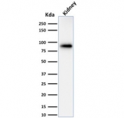 Western blot testing of human kidney lysate with Calnexin antibody (clone CANX/1543). Predicted molecular weight ~68 kDa but routinely observed at ~90 kDa.