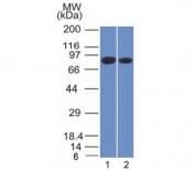 Western blot testing of human 1) PANC-1 and 2) MCF7 cell lysate with Calnexin antibody (clone CANX/1543). Predicted molecular weight ~68 kDa but routinely observed at ~90 kDa.