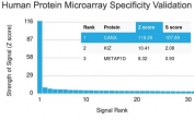 Analysis of HuProt(TM) microarray containing more than 19,000 full-length human proteins using Calnexin antibody (clone CANX/1543). These results demonstrate the foremost specificity of the CANX/1543 mAb.<BR>Z- and S- score: The Z-score represents the strength of a signal that an antibody (in combination with a fluorescently-tagged anti-IgG secondary Ab) produces when binding to a particular protein on the HuProt(TM) array. Z-scores are described in units of standard deviations (SD's) above the mean value of all signals generated on that array. If the targets on the HuProt(TM) are arranged in descending order of the Z-score, the S-score is the difference (also in units of SD's) between the Z-scores. The S-score therefore represents the relative target specificity of an Ab to its intended target.