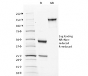 SDS-PAGE analysis of purified, BSA-free Calnexin antibody (clone CANX/1543) as confirmation of integrity and purity.