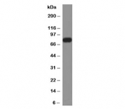 Western blot testing of human HeLa cell lysate with Calnexin antibody (clone CLNXN-1). Predicted molecular weight ~68 kDa but routinely observed at ~90 kDa.