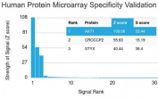Analysis of HuProt(TM) microarray containing more than 19,000 full-length human proteins using AKT1 antibody (clone AKT1/2491). These results demonstrate the foremost specificity of the AKT1/2491 mAb. Z- and S- score: The Z-score represents the strength of a signal that an antibody (in combination with a fluorescently-tagged anti-IgG secondary Ab) produces when binding to a particular protein on the HuProt(TM) array. Z-scores are described in units of standard deviations (SD's) above the mean value of all signals generated on that array. If the targets on the HuProt(TM) are arranged in descending order of the Z-score, the S-score is the difference (also in units of SD's) between the Z-scores. The S-score therefore represents the relative target specificity of an Ab to its intended target.