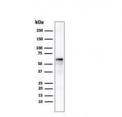 Western blot testing of human MCF7 cell lysate with AKT1 antibody. Predicted molecular weight ~56 kDa.