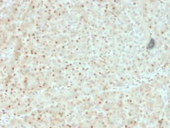 IHC testing of FFPE human pancreas with AKT1 antibody (clone AKT1/2552). HIER: boil tissue sections in pH6, 10mM citrate buffer, for 10-20 min followed by cooling at RT for 20 min. ~