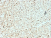 IHC testing of FFPE human pancreas with AKT1 antibody (clone AKT1/2552). HIER: boil tissue sections in pH6, 10mM citrate buffer, for 10-20 min followed by cooling at RT for 20 min. 
