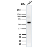 AKT1 Antibody HeLa WB. Western blot analysis of human HeLa cell lysate using AKT1 antibody detects a band at approximately 55-60 kDa, consistent with the predicted molecular weight of AKT1, a central kinase in PI3K-AKT signaling; detection was performed with clone AKT1/2552.