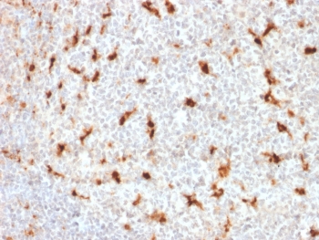 IHC staining of FFPE human tonsil with CD68 antibody (LAMP4/1830). HIER: boil tissue sections in pH6, 10mM citrate buffer, for 10-20 min followed by cooling at RT for 20 min.~