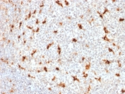 IHC staining of FFPE human tonsil with CD68 antibody (LAMP4/1830). HIER: boil tissue sections in pH6, 10mM citrate buffer, for 10-20 min followed by cooling at RT for 20 min.