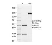 SDS-PAGE analysis of purified, BSA-free Beta Catenin antibody (clone CTNNB1/2098) as confirmation of integrity and purity.