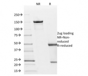 SDS-PAGE analysis of purified, BSA-free p21 antibody (clone AC8) as confirmation of integrity and purity.