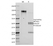 SDS-PAGE analysis of purified, BSA-free p14ARF antibody (clone 4C6/4) as confirmation of integrity and purity.