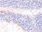 IHC testing of FFPE rat brain with p14ARF antibody (clone 4C6/4). HIER: boil tissue sections in pH6, 10mM citrate buffer, for 10-20 min followed by cooling at RT for 20 min.
